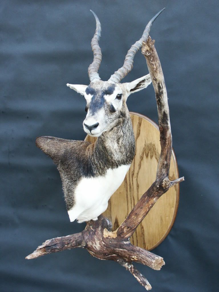 Blackbuck mount Texas Hunting Forum